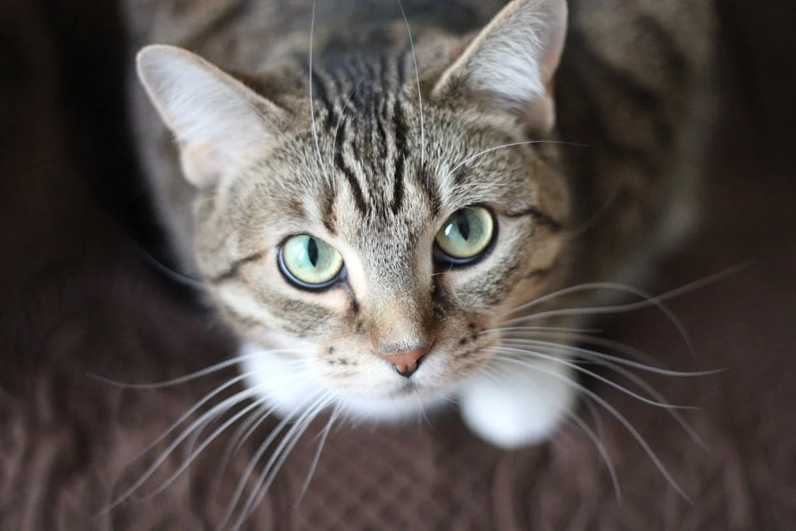 Cat Eye Health – Common Issues and Care Tips