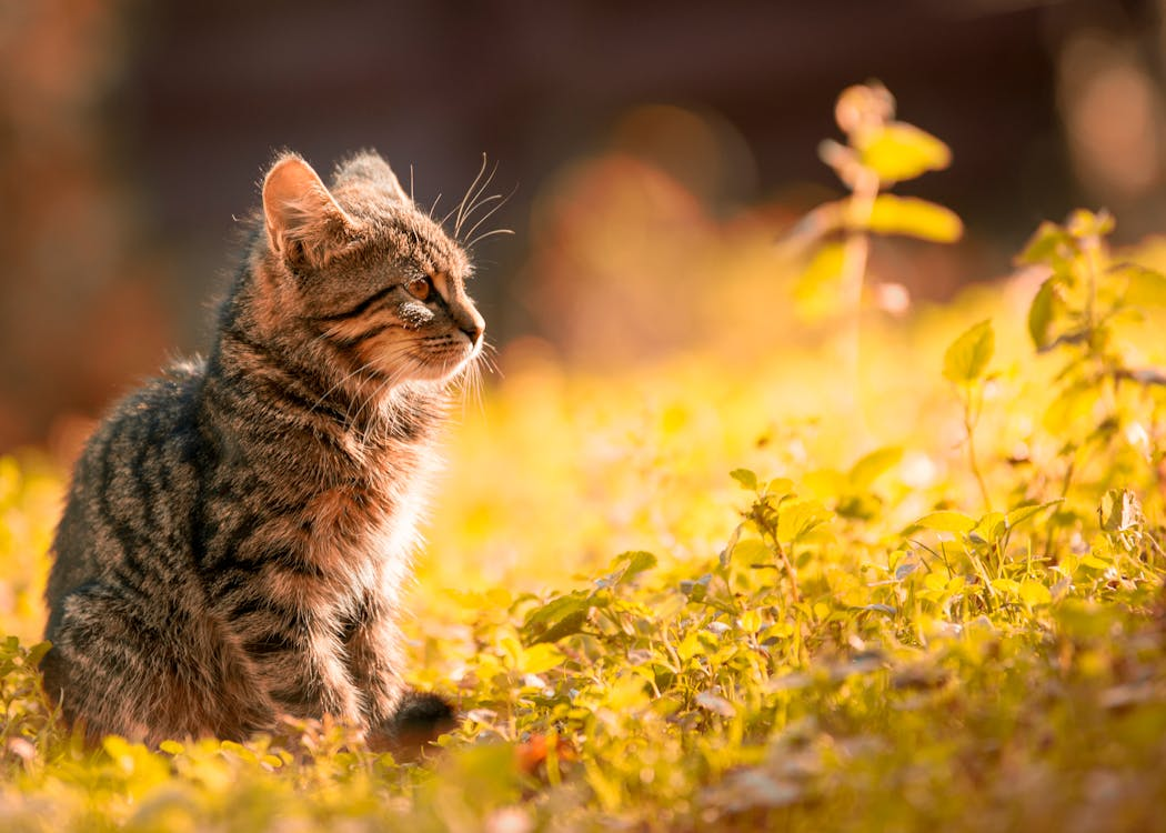 Cat Ownership and Longevity – Do Cats Help You Live Longer?